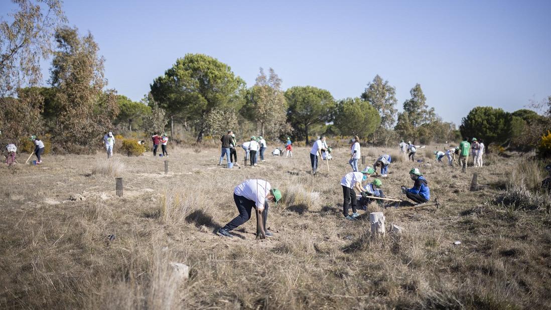 Plantación en Doñana de Ecovidrio, la Junta de Andalucía y WWF